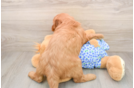 Best Mini Goldendoodle Baby