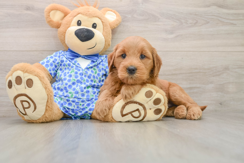 Little Mini Goldenpoo Poodle Mix Puppy