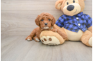 Mini Goldendoodle Puppy for Adoption