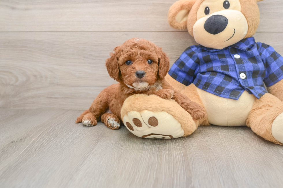 Mini Goldendoodle Puppy for Adoption