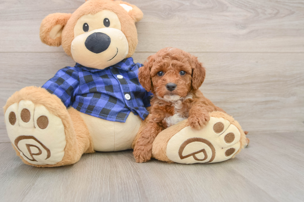 Mini Goldendoodle Puppy for Adoption