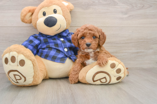 Mini Goldendoodle Puppy for Adoption