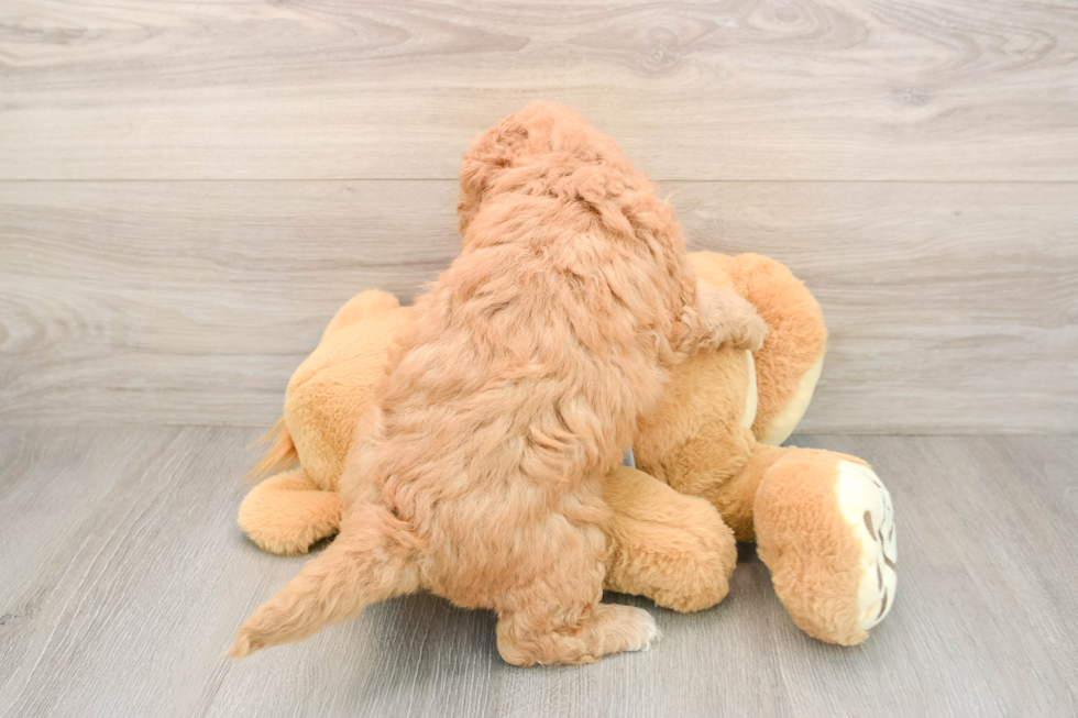 Mini Goldendoodle Puppy for Adoption