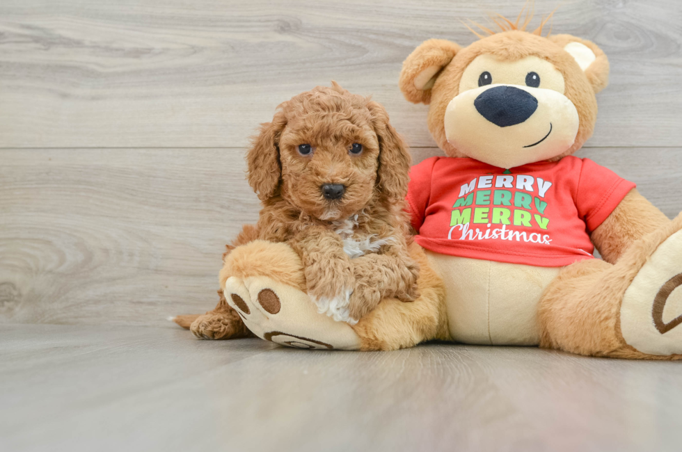 5 week old Mini Goldendoodle Puppy For Sale - Florida Fur Babies