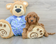 8 week old Mini Goldendoodle Puppy For Sale - Florida Fur Babies