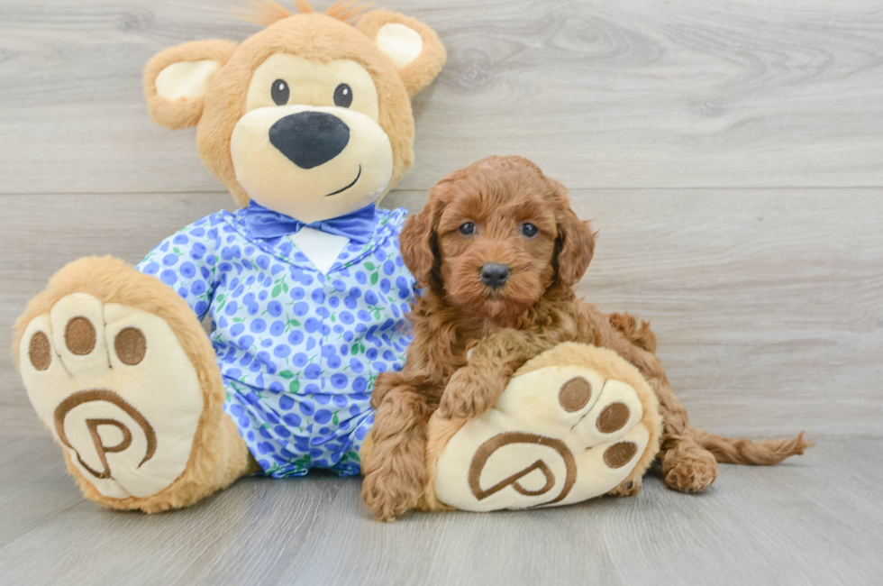 7 week old Mini Goldendoodle Puppy For Sale - Florida Fur Babies