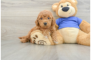Mini Goldendoodle Pup Being Cute