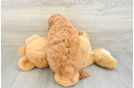 Best Mini Goldendoodle Baby