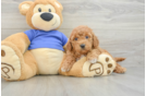 Smart Mini Goldendoodle Poodle Mix Pup