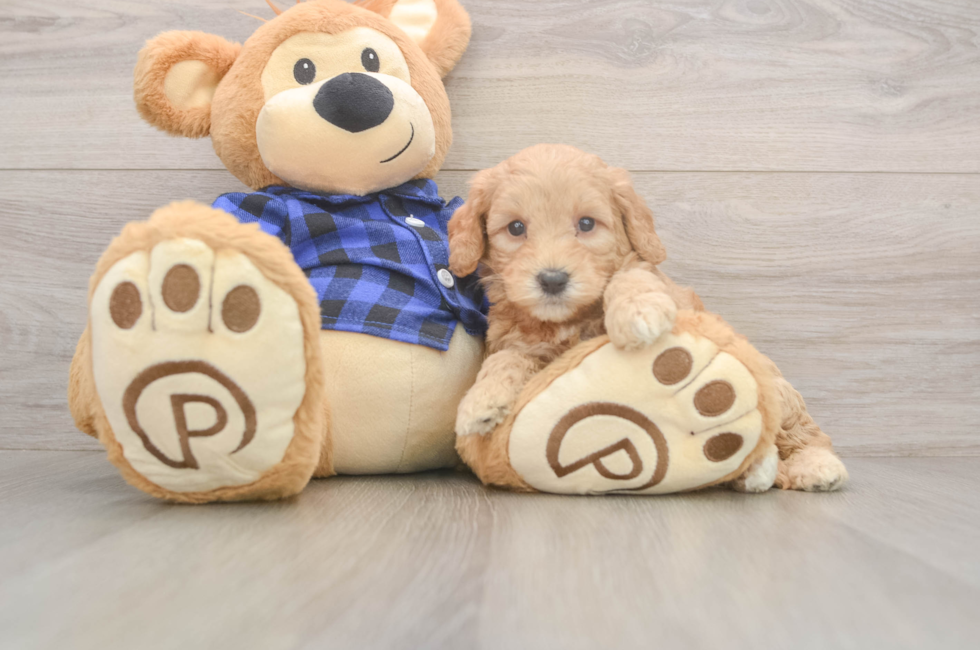 5 week old Mini Goldendoodle Puppy For Sale - Florida Fur Babies