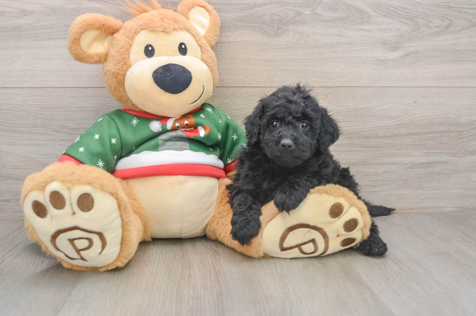 5 week old Mini Goldendoodle Puppy For Sale - Florida Fur Babies