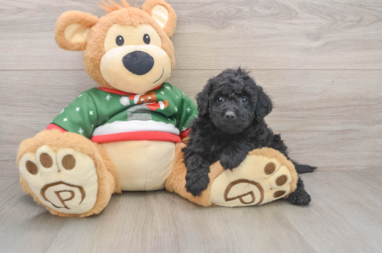 Mini Goldendoodle Pup Being Cute