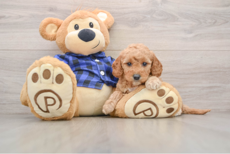 Best Mini Goldendoodle Baby