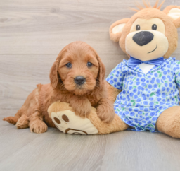 6 week old Mini Goldendoodle Puppy For Sale - Florida Fur Babies