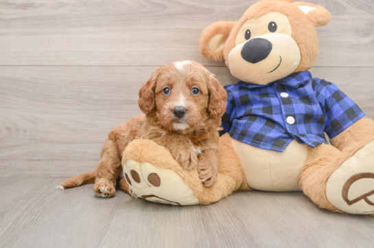 Happy Mini Goldendoodle Baby