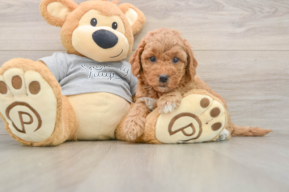 Mini Goldendoodle Puppy for Adoption