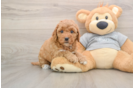 Mini Goldendoodle Puppy for Adoption