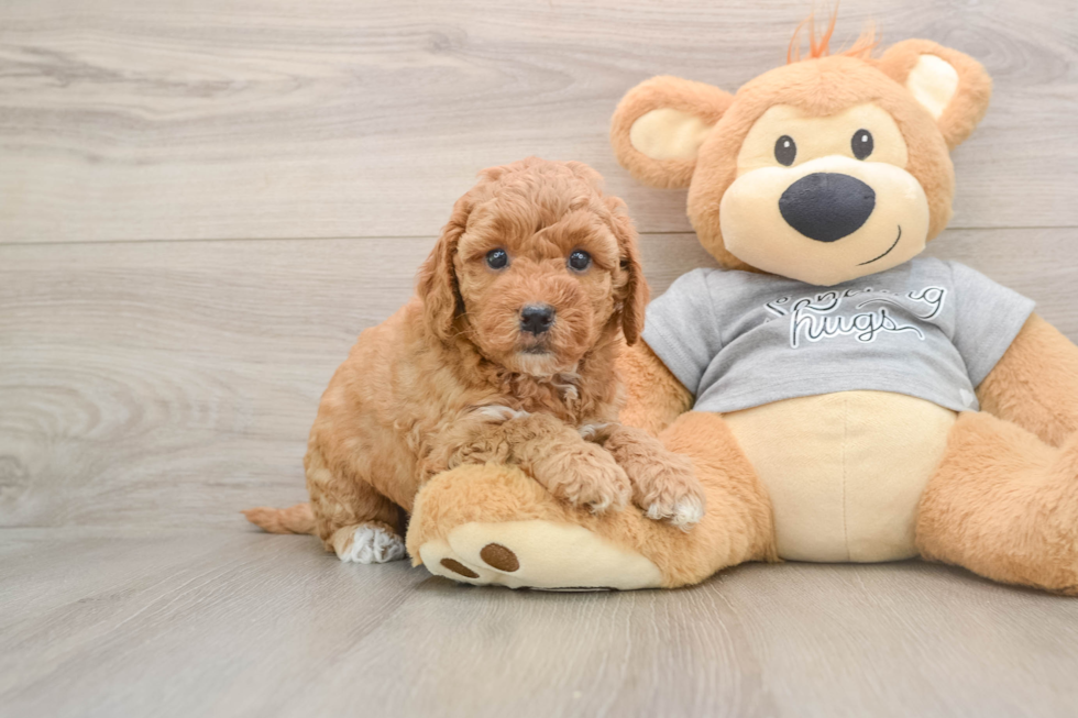 Mini Goldendoodle Puppy for Adoption