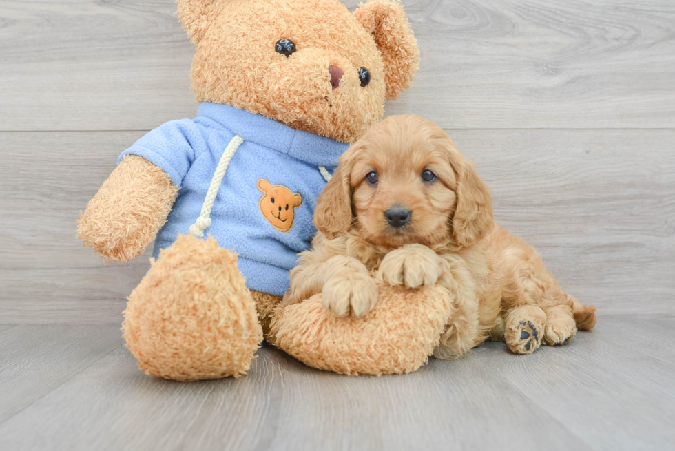 Best Mini Goldendoodle Baby