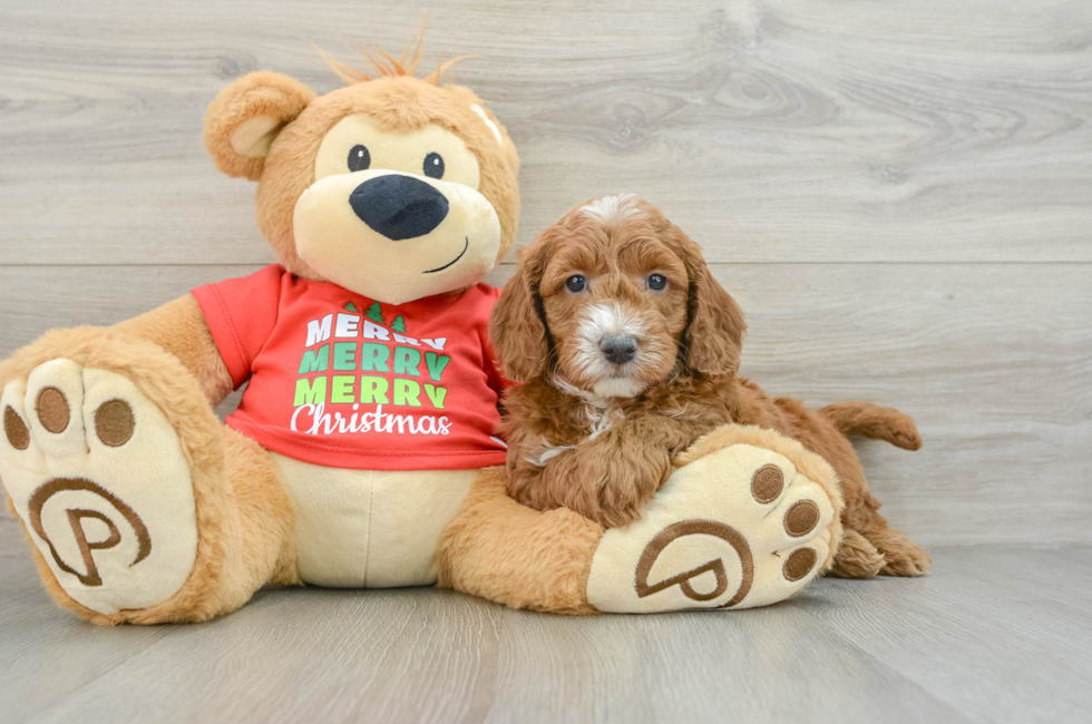 5 week old Mini Goldendoodle Puppy For Sale - Florida Fur Babies