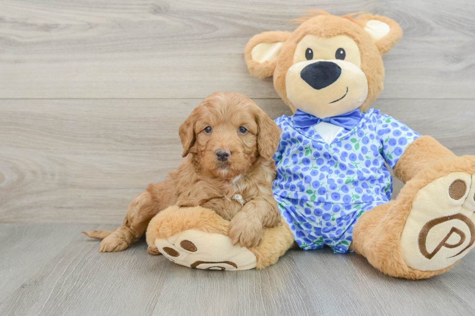 Mini Goldendoodle Pup Being Cute