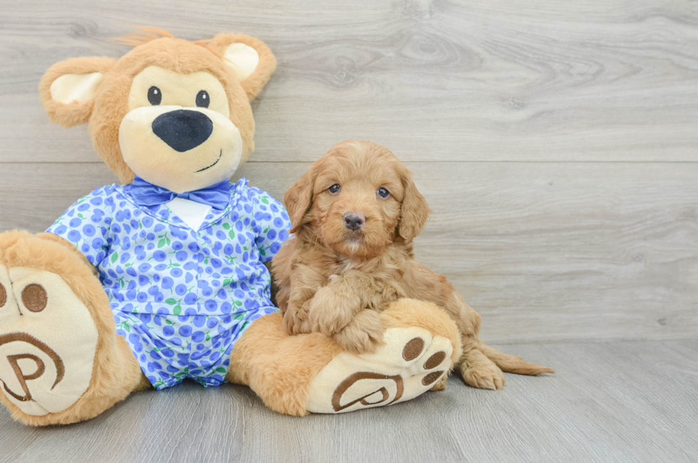 9 week old Mini Goldendoodle Puppy For Sale - Florida Fur Babies