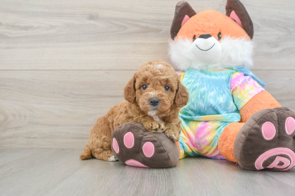 Best Mini Goldendoodle Baby