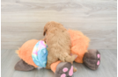 Best Mini Goldendoodle Baby