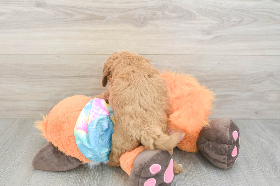 Best Mini Goldendoodle Baby