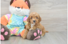 Best Mini Goldendoodle Baby