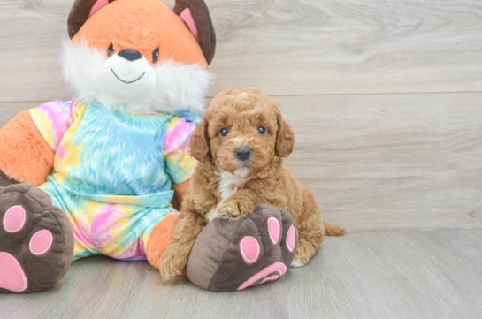 Best Mini Goldendoodle Baby