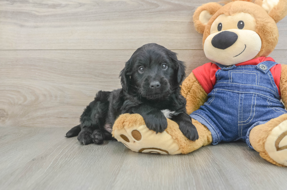 5 week old Mini Goldendoodle Puppy For Sale - Florida Fur Babies