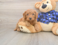 6 week old Mini Goldendoodle Puppy For Sale - Florida Fur Babies