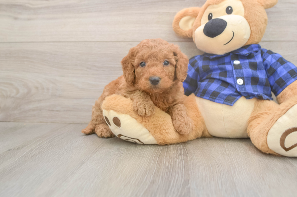 5 week old Mini Goldendoodle Puppy For Sale - Florida Fur Babies