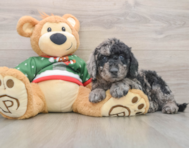 6 week old Mini Goldendoodle Puppy For Sale - Florida Fur Babies