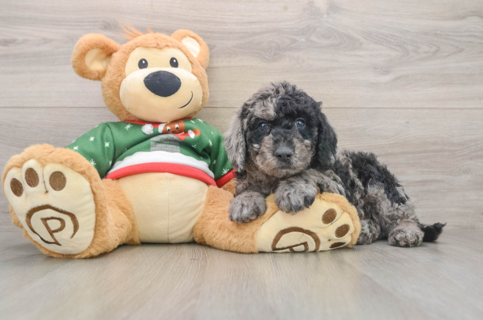 5 week old Mini Goldendoodle Puppy For Sale - Florida Fur Babies