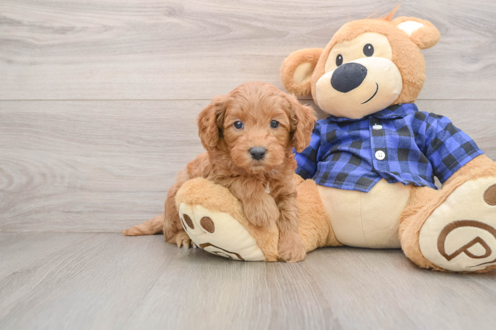 Adorable Golden Retriever Poodle Mix Poodle Mix Puppy