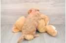 Mini Goldendoodle Puppy for Adoption