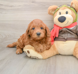 6 week old Mini Goldendoodle Puppy For Sale - Florida Fur Babies