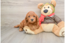 Best Mini Goldendoodle Baby