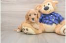 Hypoallergenic Mini Goldiepoo Poodle Mix Puppy