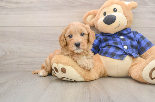 Hypoallergenic Mini Goldiepoo Poodle Mix Puppy