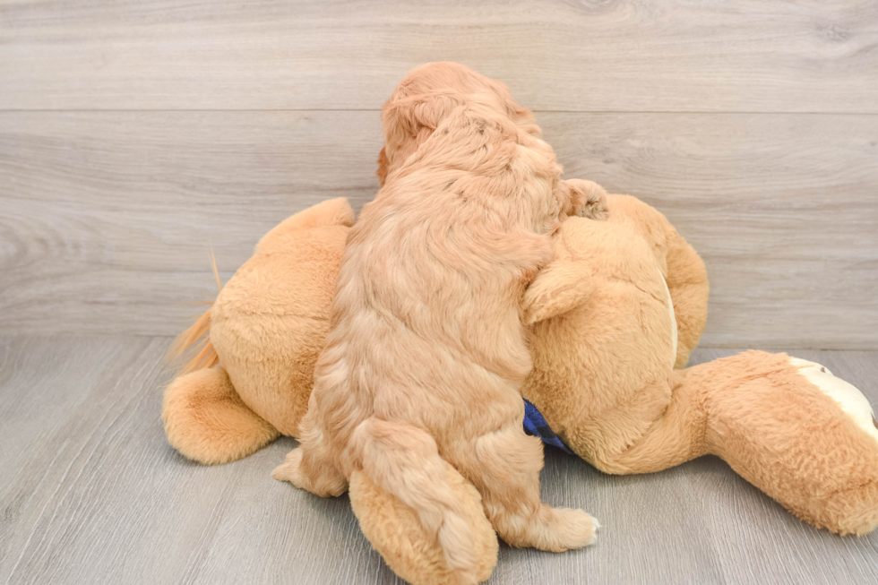 Mini Goldendoodle Puppy for Adoption