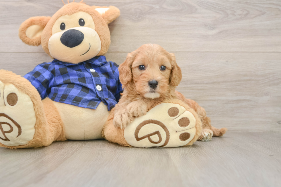 Mini Goldendoodle Puppy for Adoption