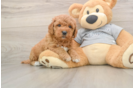 Best Mini Goldendoodle Baby