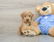 8 week old Mini Goldendoodle Puppy For Sale - Florida Fur Babies