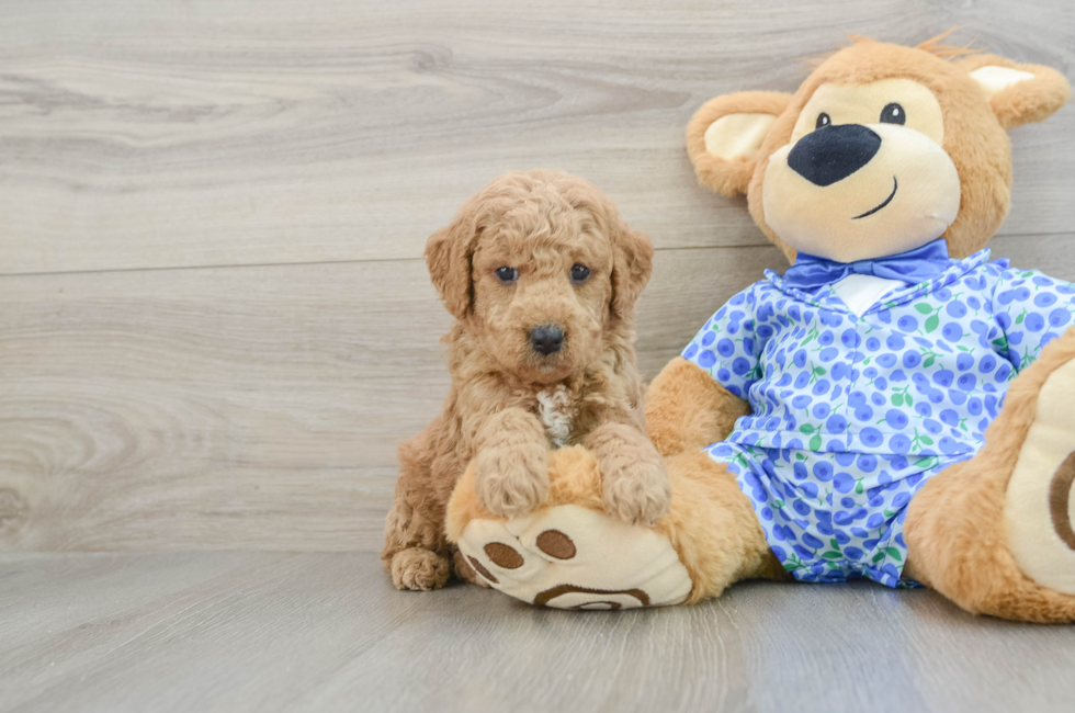 8 week old Mini Goldendoodle Puppy For Sale - Florida Fur Babies