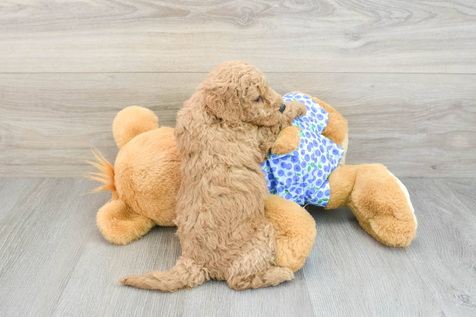 Mini Goldendoodle Pup Being Cute