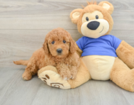 7 week old Mini Goldendoodle Puppy For Sale - Florida Fur Babies