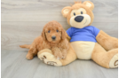 Best Mini Goldendoodle Baby